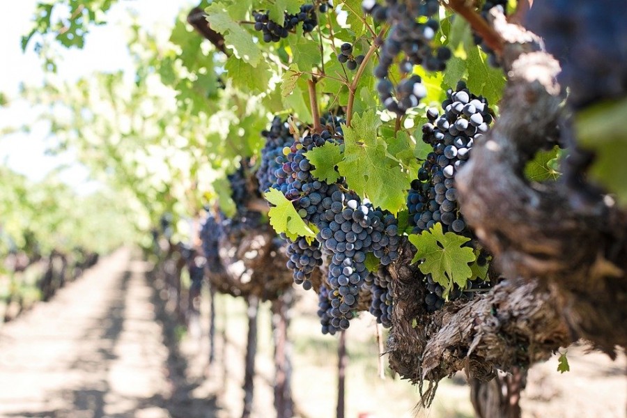 Cutlure de la vigne pour réussir son vin