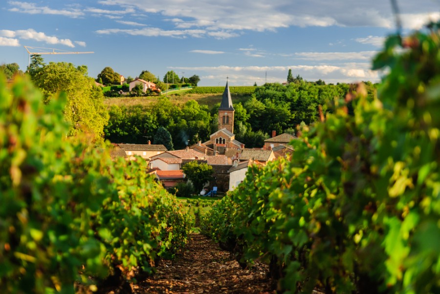 Pourquoi on fête le Beaujolais ?